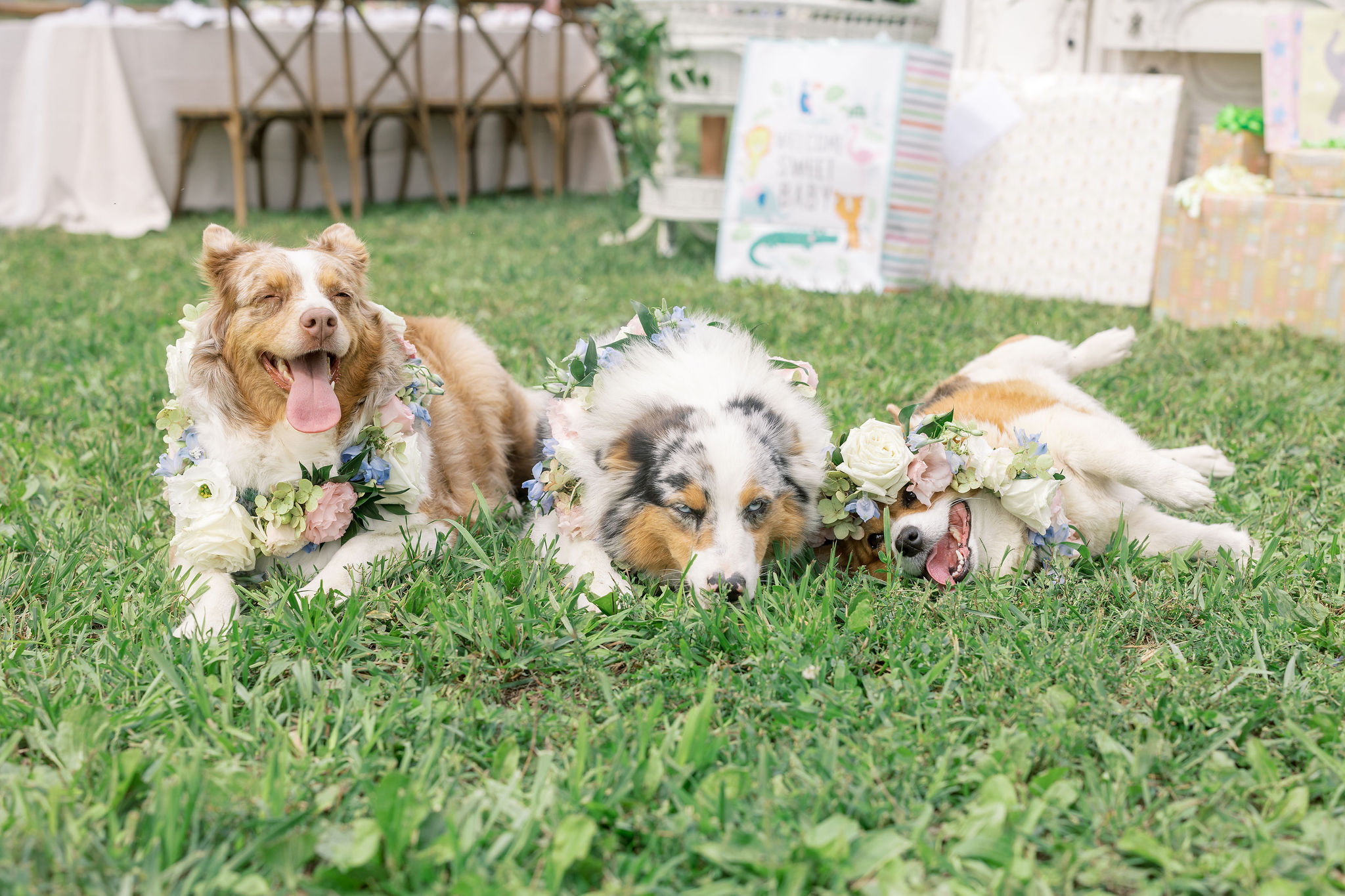 dogs with flower collars at baby shower